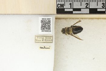 Media type: image;   Entomology 769016 Aspect: Labels